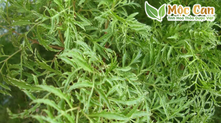 Phân biệt các loại đinh lăng 3